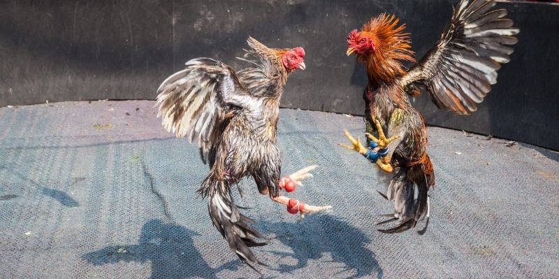 Bí kíp chiến thắng tại đá gà cựa sắt OKE179