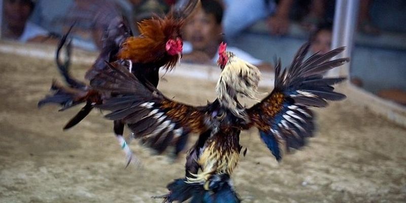 Cách thức lựa chọn trong đá gà cựa dao