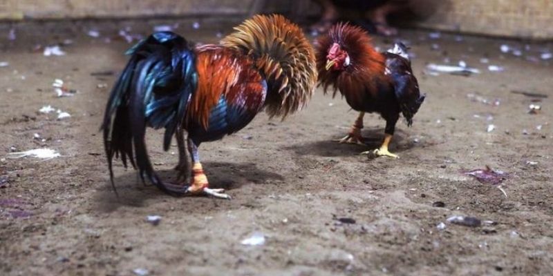 Chiến thuật thi đấu trong đá gà Campuchia