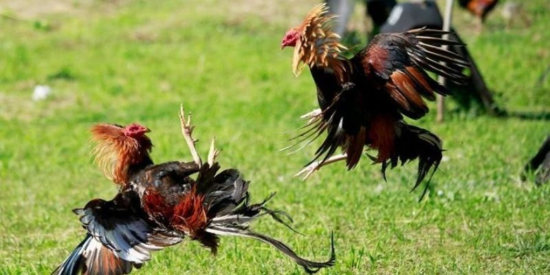 Chiến thuật đá gà cựa dao từ cộng đồng OKE179