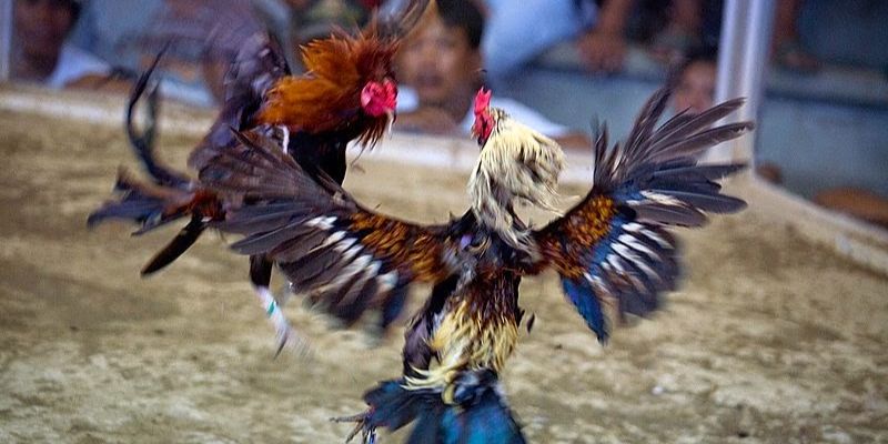 Đa dạng các thể loại gà chiến với các màn đấu kịch tính