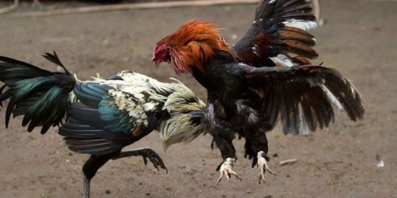 đá gà cựa dao