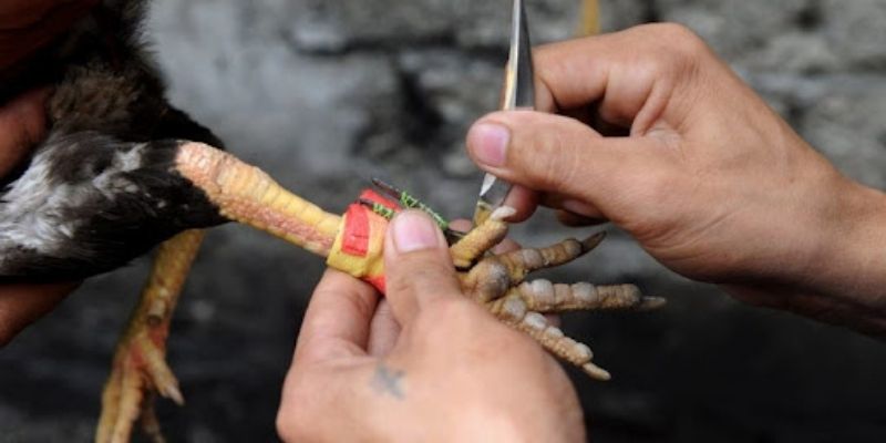 đá gà cựa sắt