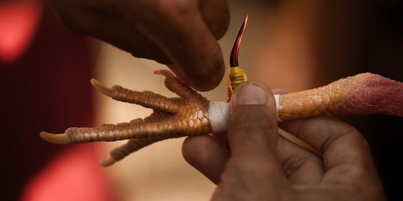 Giới thiệu sơ lược về đá gà cựa sắt tại OKE179