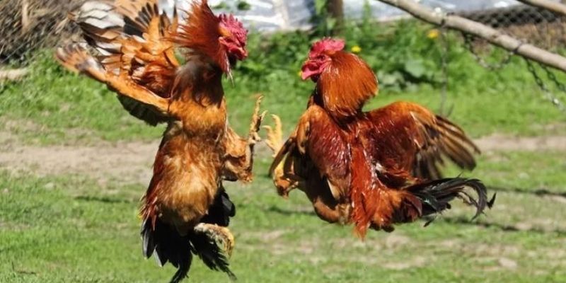 Luật chơi đá gà Campuchia