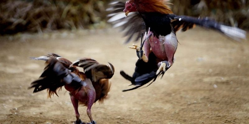 Lý do nên trải nghiệm đá gà cựa sắt tại OKE179