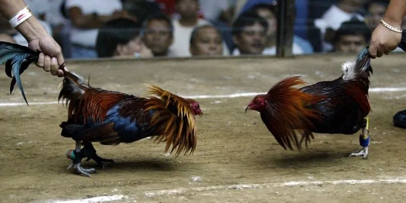 Một số mẹo khi tham gia đá gà trực tiếp tại OKE179