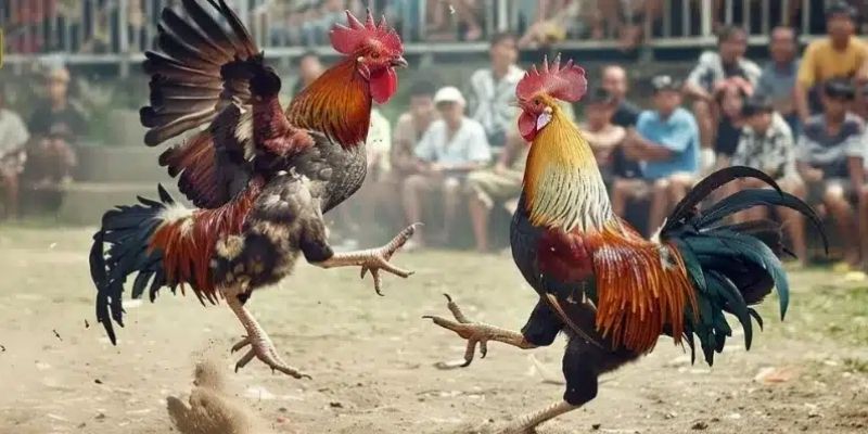 Những thể loại đá gà phổ biến tại OKE179