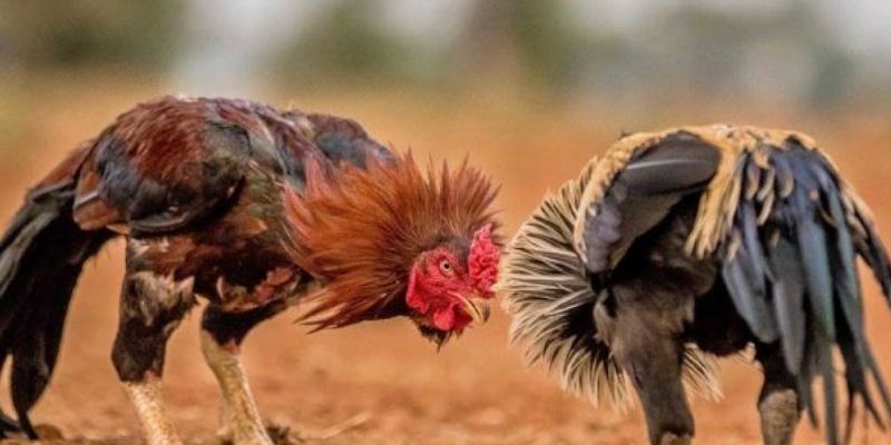 Phân loại trận đấu trong đá gà Campuchia