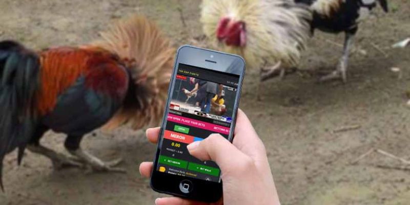 Sảnh đá gà OKE179 nổi bật với các loại hình thi đấu đỉnh cao