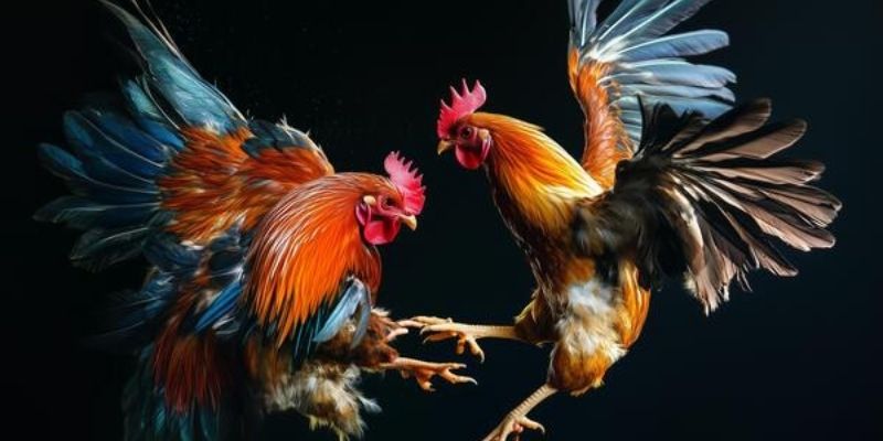 Ưu điểm khi bạn tham gia đá gà Thomo tại OKE179